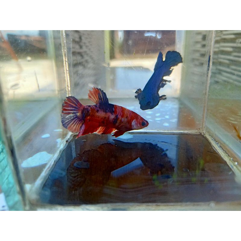 ikan cupang koi galaksi full telur