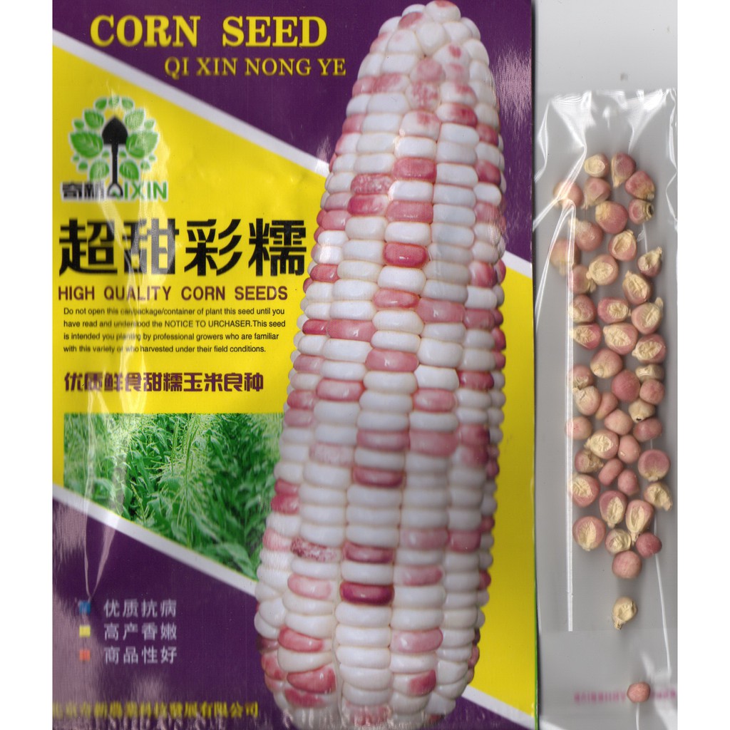 BENIH JAGUNG ORNAMENTAL F1