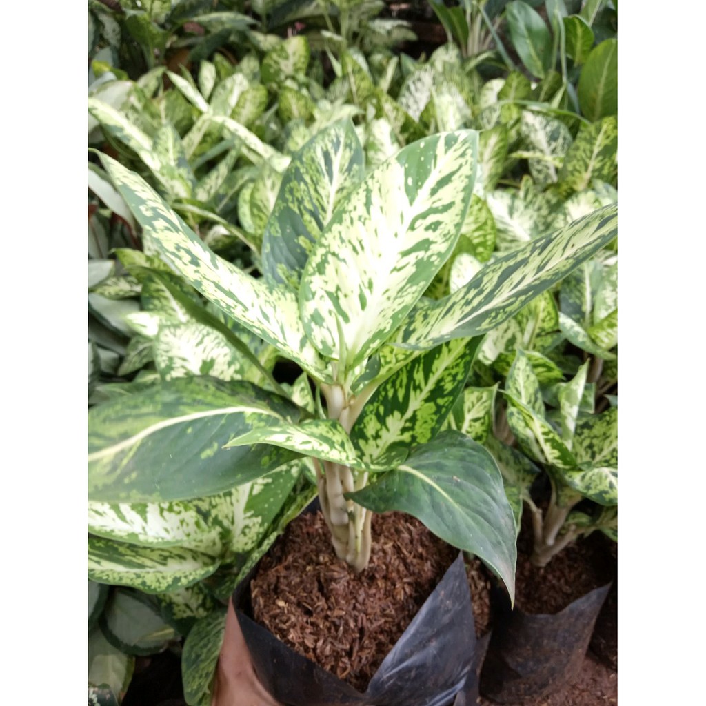 tanaman blanceng zebra - golden - blanceng golden - blanceng zeb