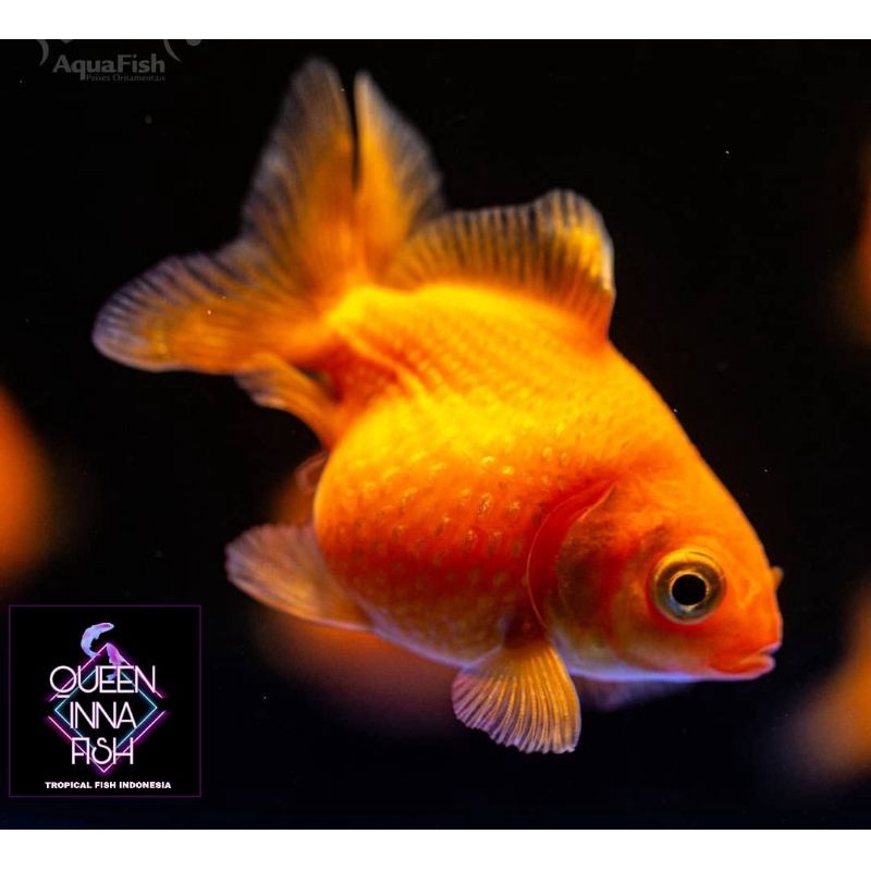 Ikan Mas Koki Goldfish Oranda
