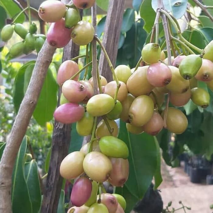 Bibit Buah Duwet Putih Bibit Juwet Putih Bibit Jamblang Putih