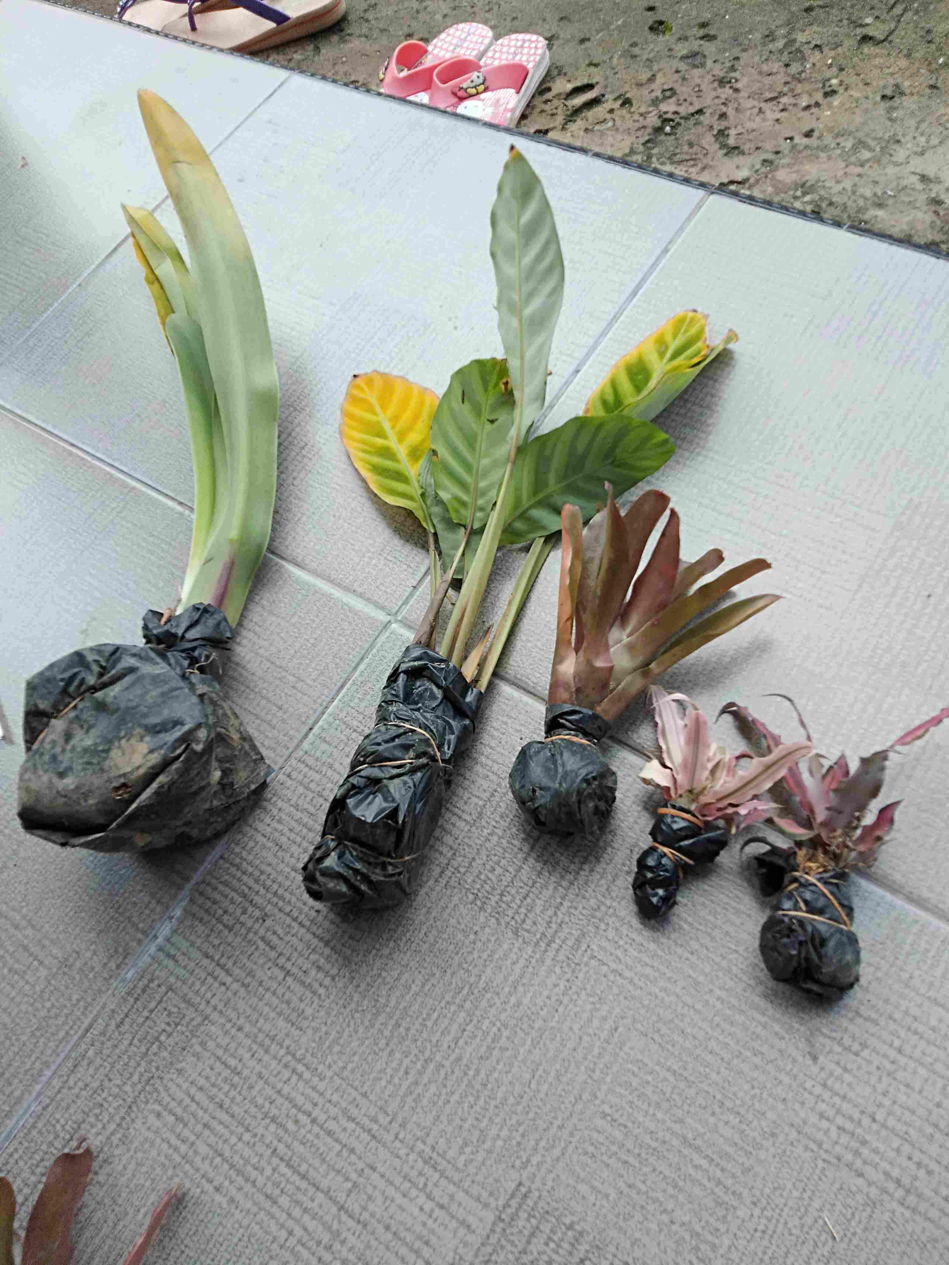 Calathea Leuconeura Var Kerchoviana | Kalatea Levonero