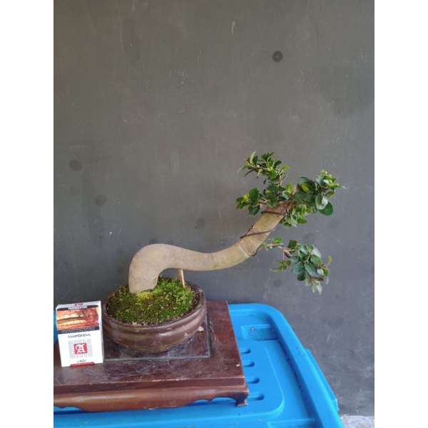 beringin compacta ukuran smal,gaya meliuk tinggal ganti sepatu