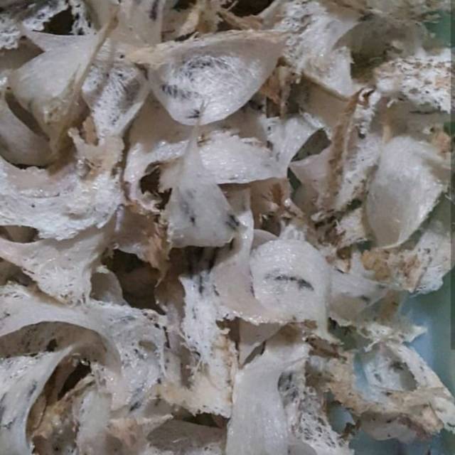 

Sarang walet asli(panen sendiri)
