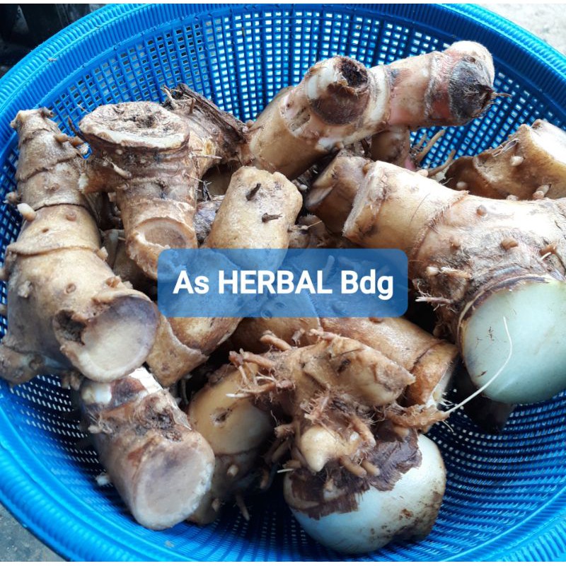 

Rimpang pacing umbi pacing segar 500 gram fresh-az