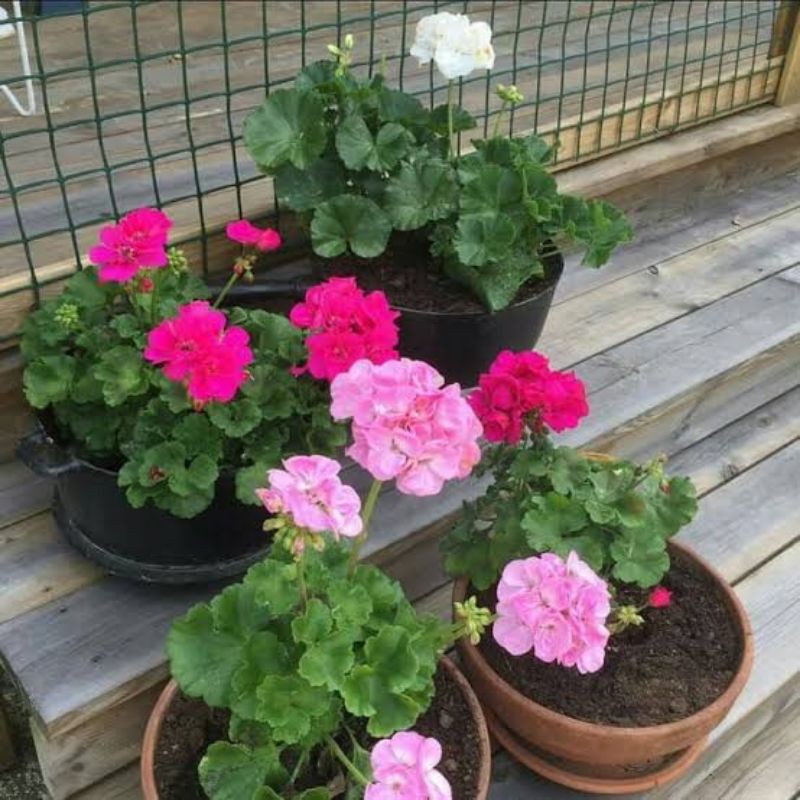 Tanaman hias geranium bunga