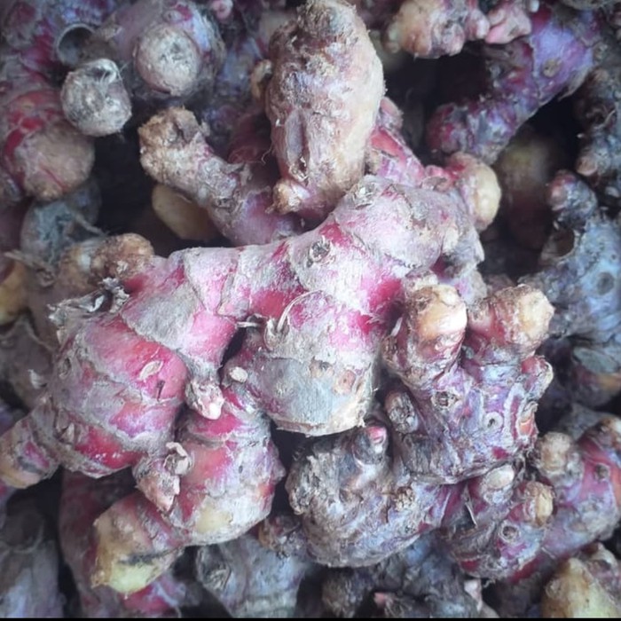 

Jahe Merah Fresh 500 gr