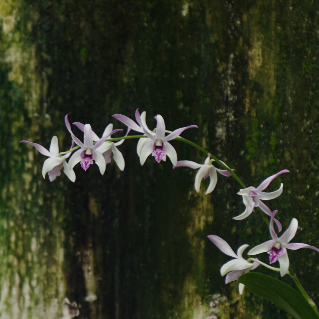 Anggrek Dendrobium Hybrit-Dendrobium Warawan-Anggrek
