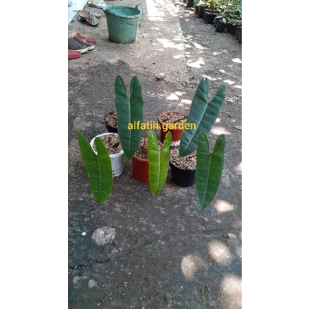 philodendron billietiae