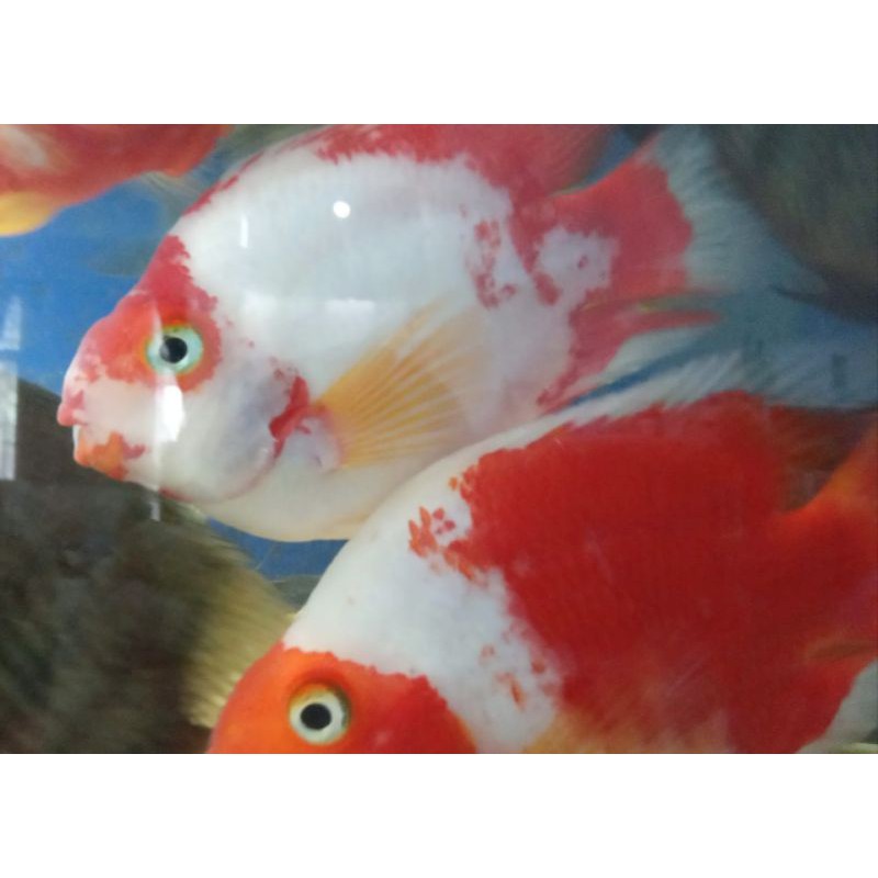 

Ikan Hias. Ikan Hidup Air Tawar. Red White Parrot