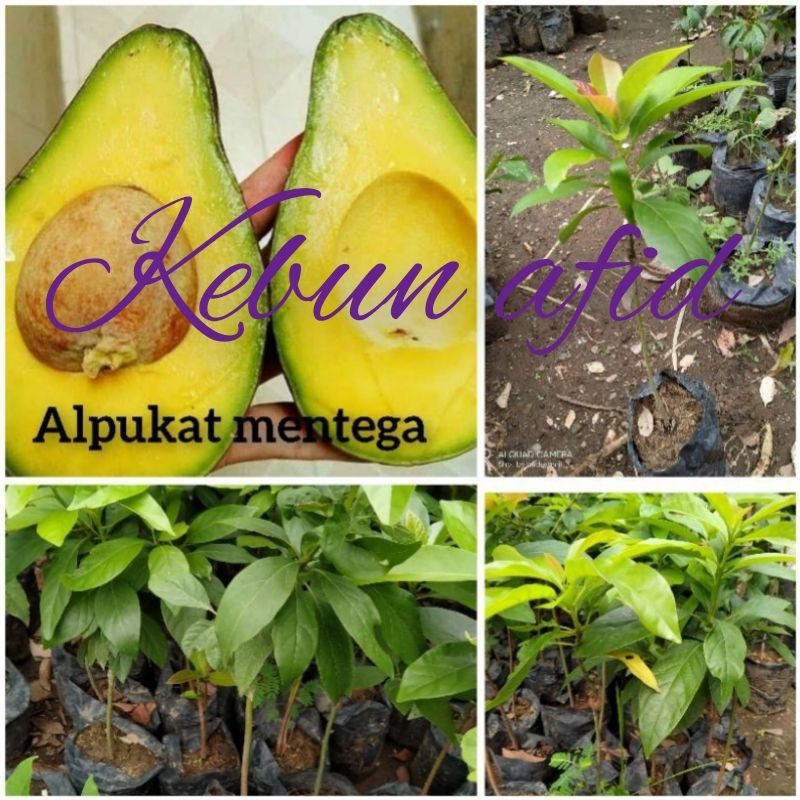 paket hemat 4 bibit alpukat mentega okulasi