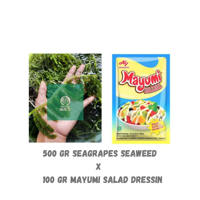 

seagrapes seaweed/latoh anggur laut x mayumi salad dressing
