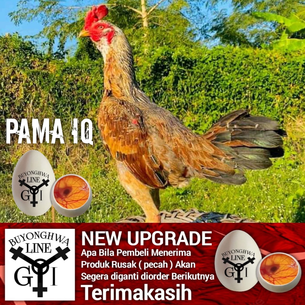 telur ayam pama IQ Bulbi telur fertil
