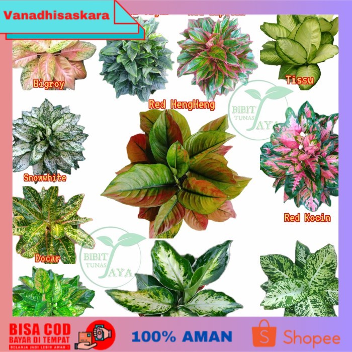 (BISA COD) Paket Tanaman Bunga hias aglonema 11 macam