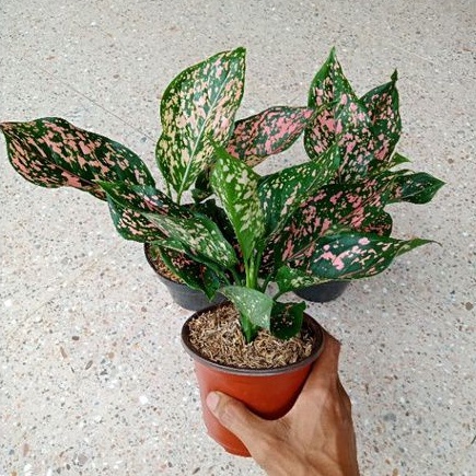 Aglonema Pink Dalmainsion Dewasa Daun 5-6-7