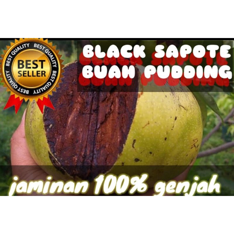 Bibit Buah BLACK SAPOTE ( Buah Puding )