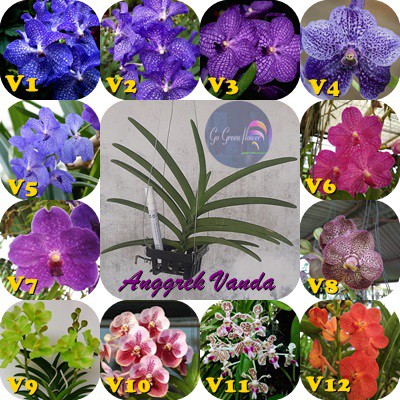 ANGGREK VANDA DEWASA SIAP BERBUNGA