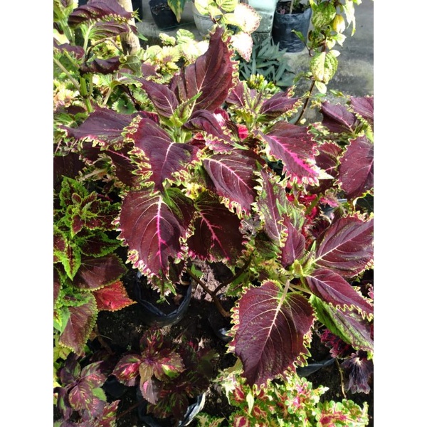 Miana premium id. Pink salmon