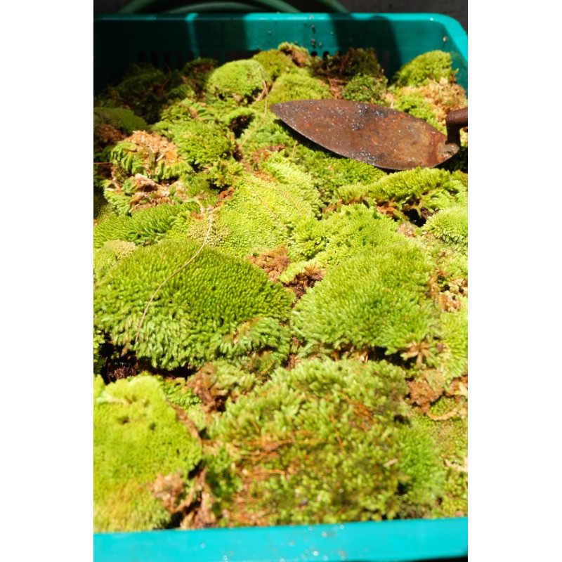 media tanam moss / lumut hutan