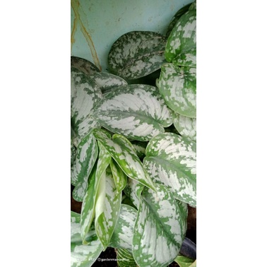 sirih scindapsus / sirih silver