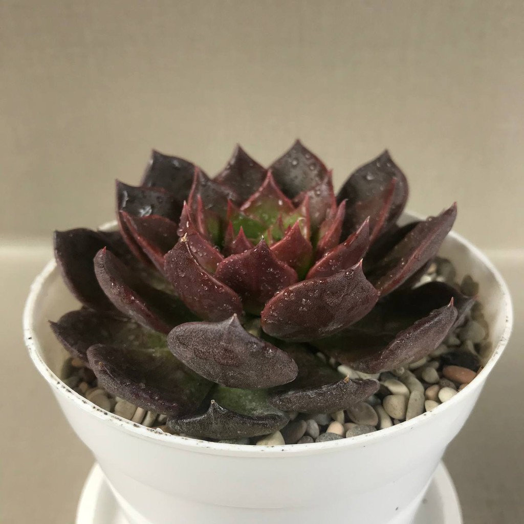 Kaktus Sukulen (Echeveria Black Prince) Tanaman Hias Hidup