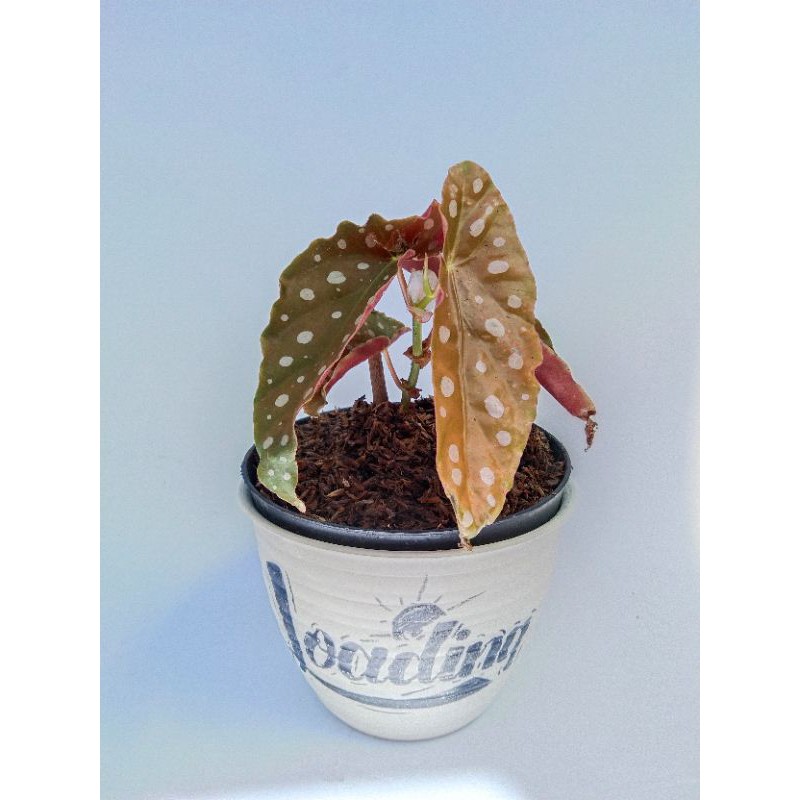 Begonia Maculata Raddi / Begonia polkadot