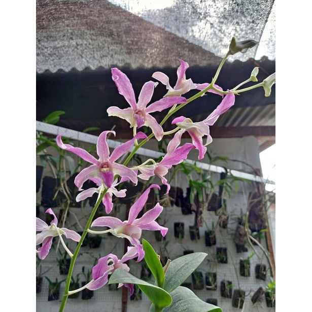 anggrek dendrobium superbien dewasa