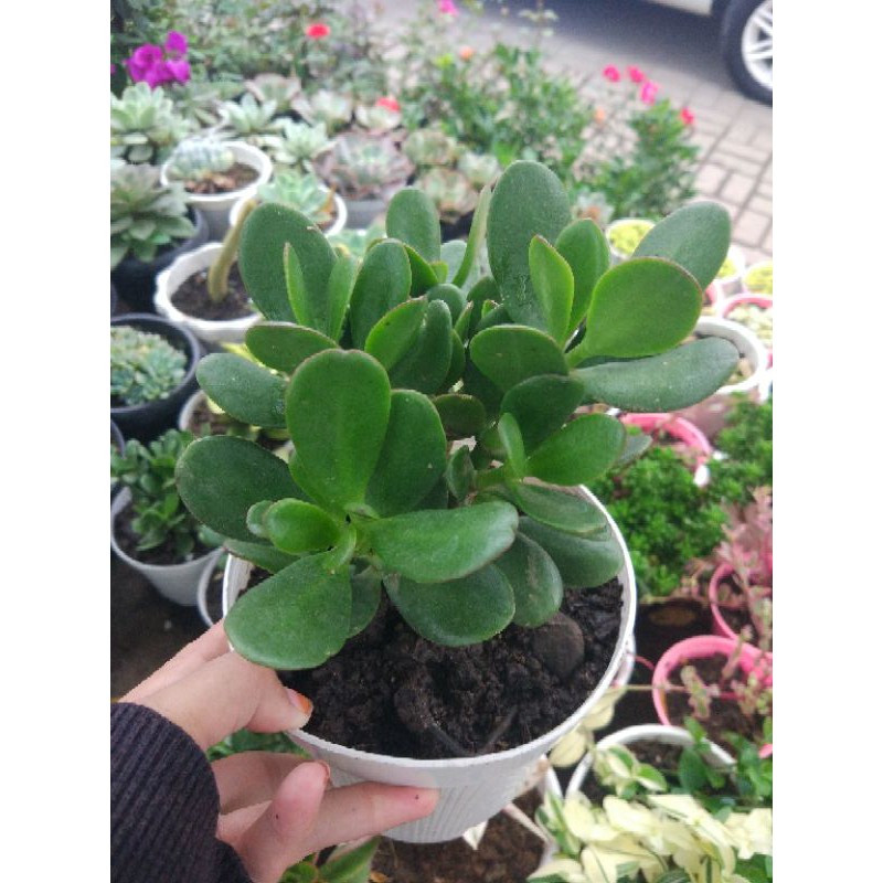 Sukulen Jade Plant mini