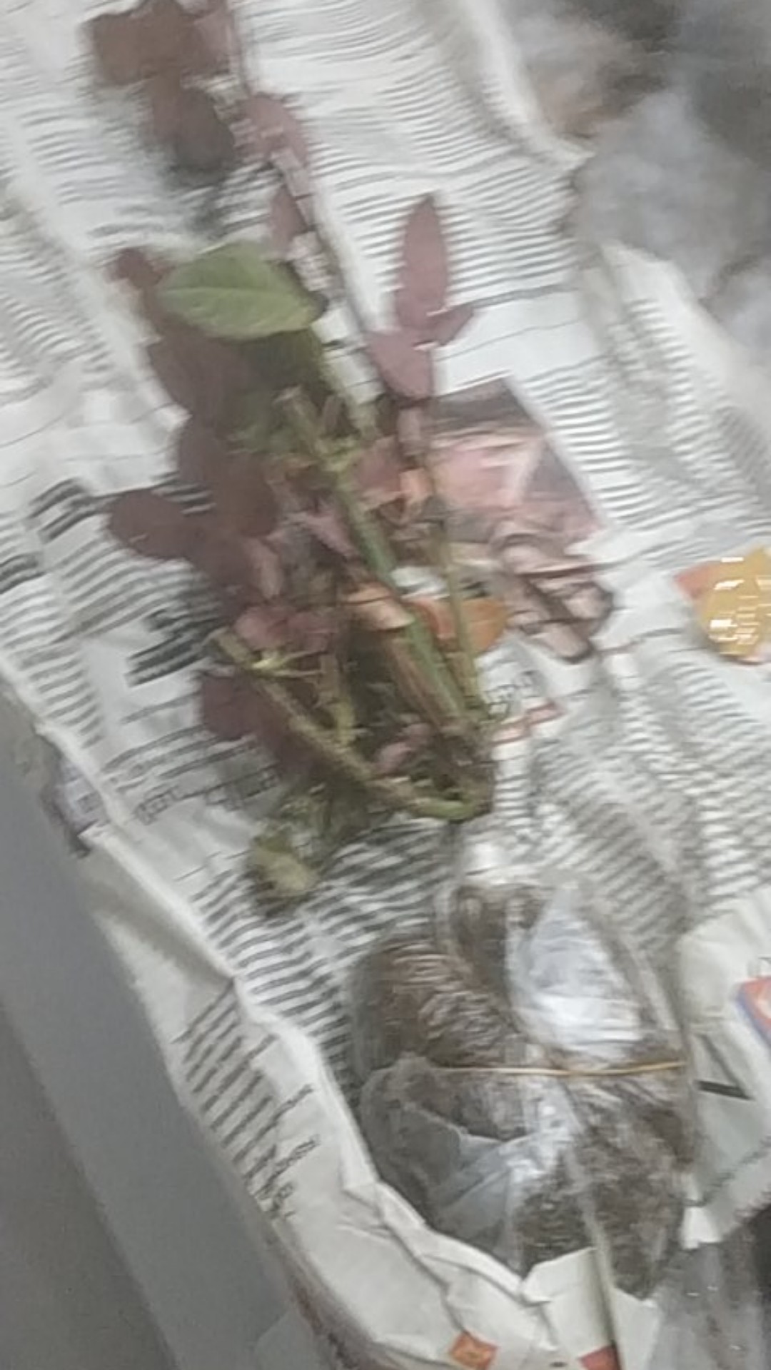 Tanaman Hias Mawar Tanpa Duri