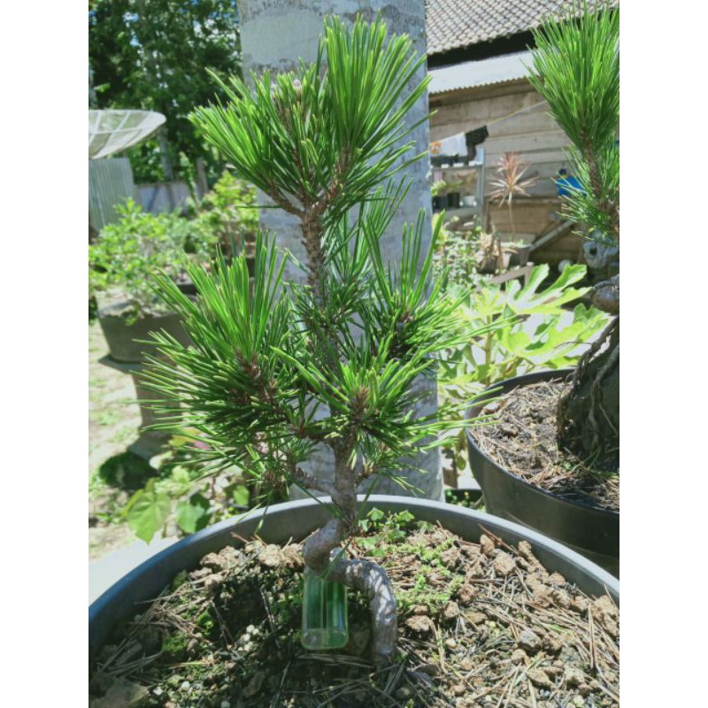 Japanese Blackpine Shinjumaru/ Japanese Black Pine Shinjumaru/ Sinjumaru Pine