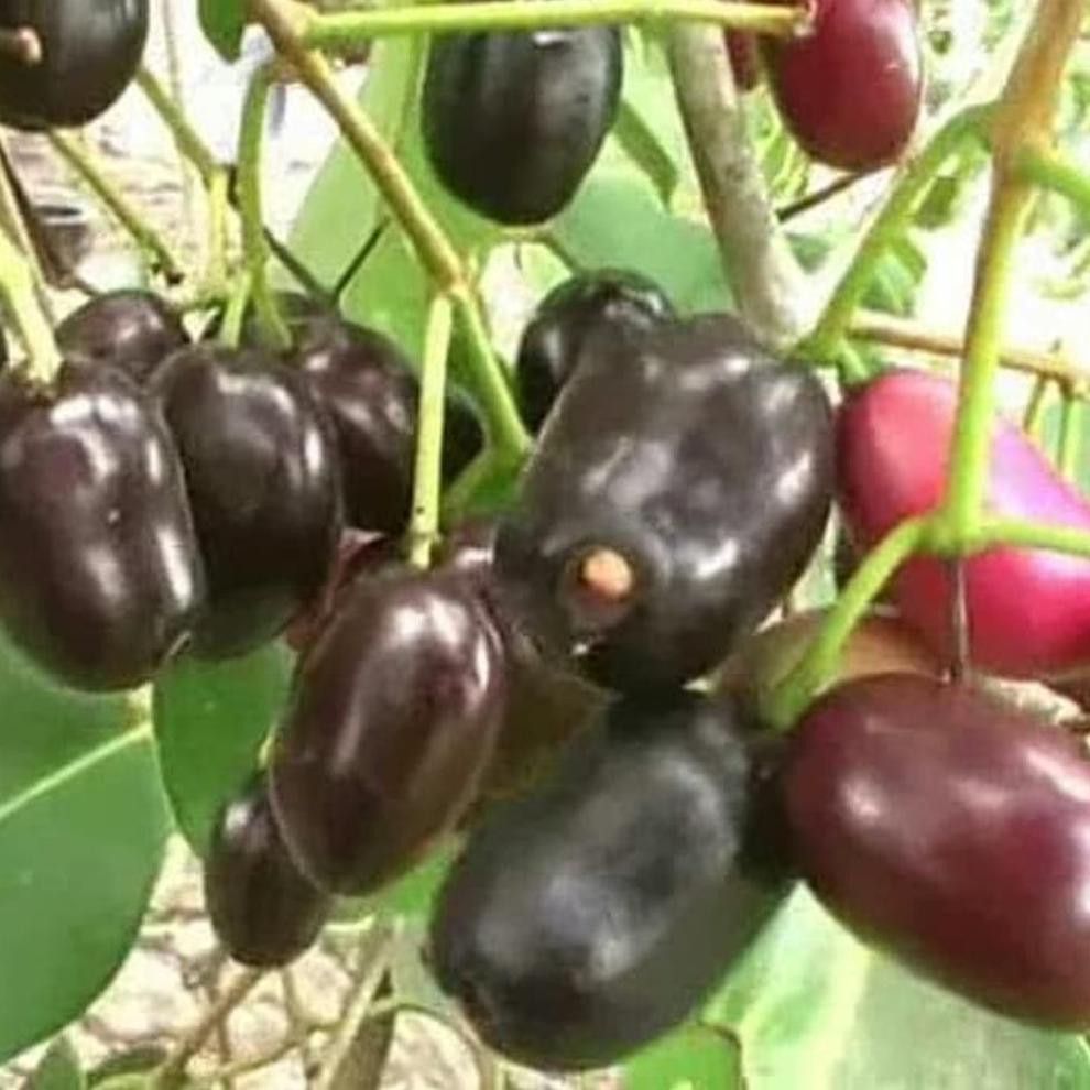 BIBIT TANAMAN BUAH JAMBLANG HITAM - POHON DUWET - JUWET JAVA PLUM JAMLANG RASA BUAH MENYEGARKAN KW