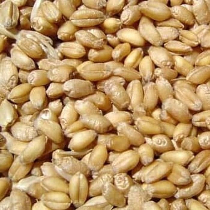 

600 G GR GRAM FU XIAO MAI BLIGHTED WHEAT GRAIN FRUCTUS TRITICI LEVIS