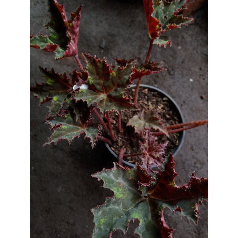 Begonia Bintang Merah