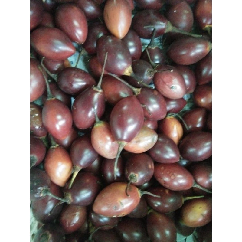 

TERONG BELANDA - 500 GRAM