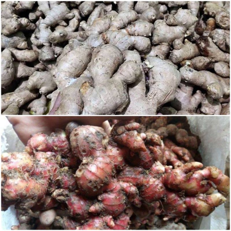 Jahe Merah / Jahe Putih / Jahe Gajah / Berat 1 kg / Bahan Jamu