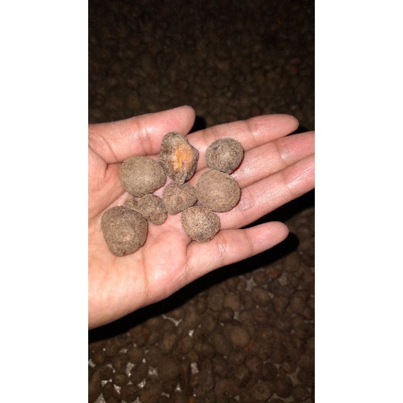 KATAK PORANG ASLI DORMAN 1KG isi 300-500