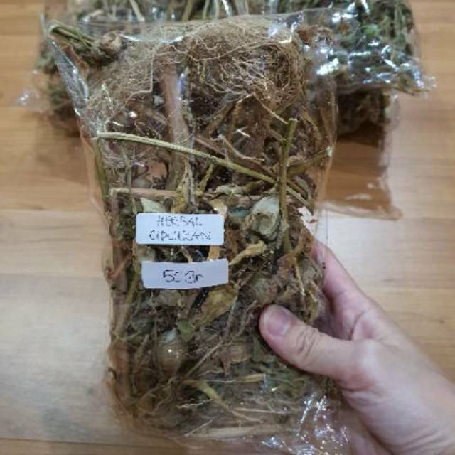 HERBAL ORGANIK Daun Akar Batang Buah Ciplukan Cecenet