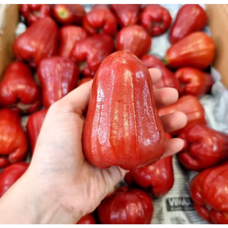 

Jambu Air citra merah manis / 1Kg