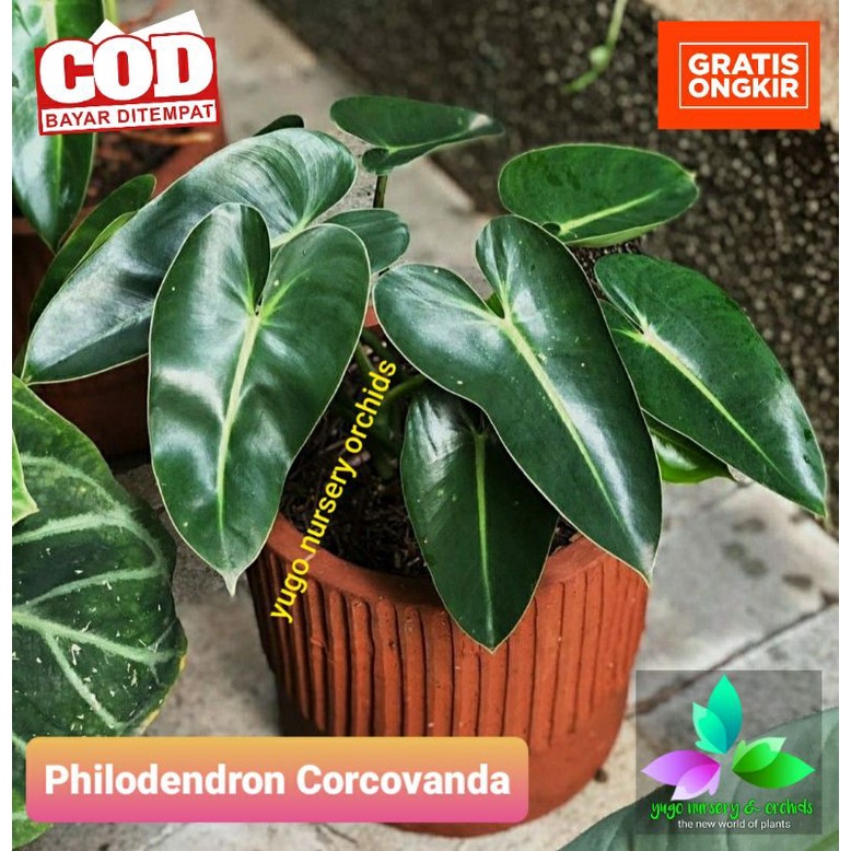 Philodendron Corcovanda Pilo langka philo antik REAL PICT