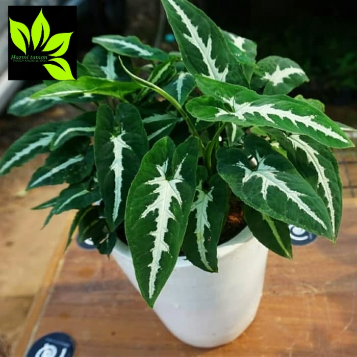 Tanaman Hias Keladi Tikus / Tanaman Hias / Keladi