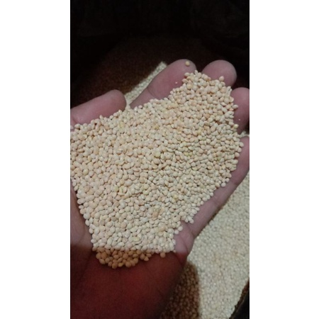 Pakan lovebird milet putih 1kg