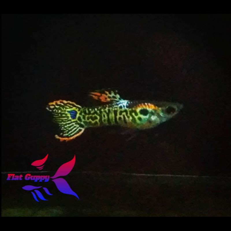 Ikan Hias Ikan Guppy Mini Tiger Ikan Aquarium