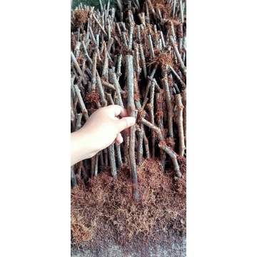 cutting anggur Alfonso fresh dan kalus 1batang