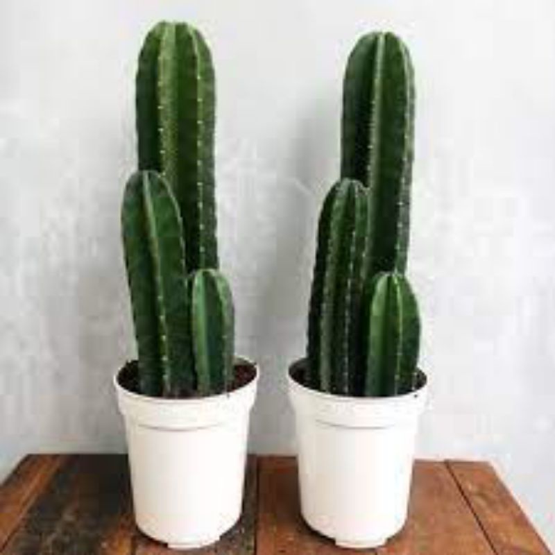 Tanaman hias kaptus koboi — pohon kaptus koboi