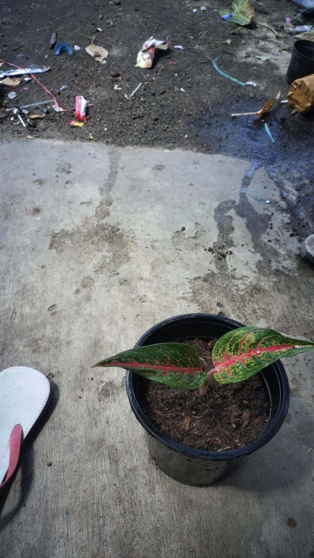 Aglonema Hot Lady