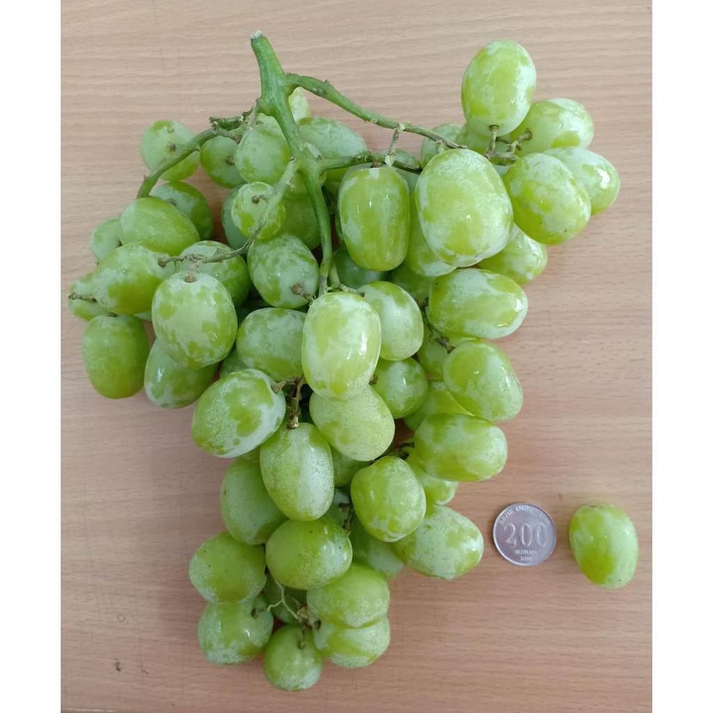 Promo Belanja Anggur Online Februari 2019 Shopee Indonesia Promo Belanja Anggur Online Februari 2019 Shopee Indonesia