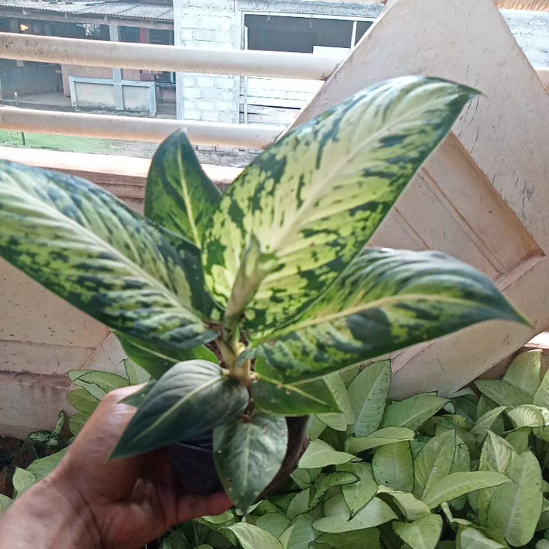 tanaman bunga diven candi