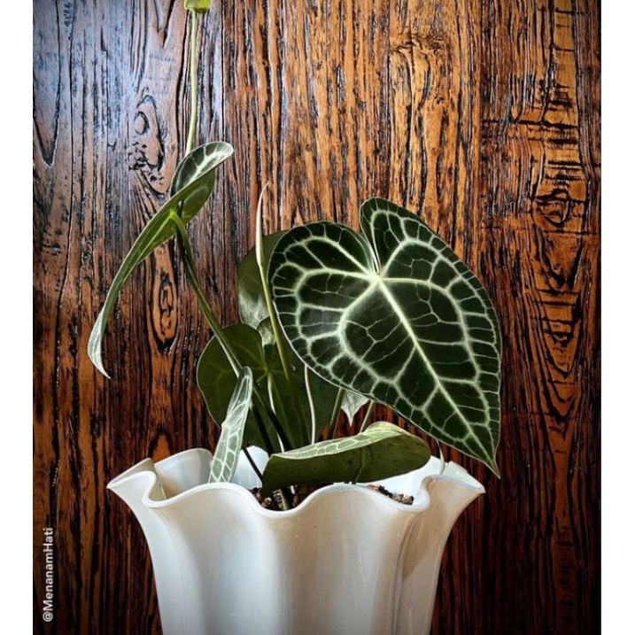 ANTHURIUM CLARINERVIUM (tarantula)