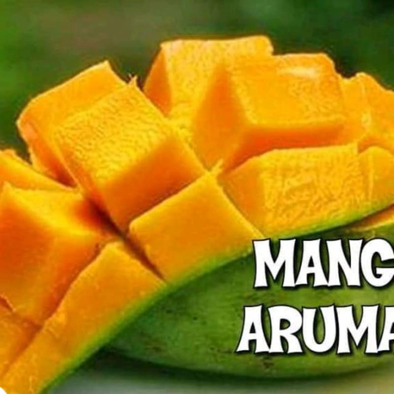 bibit mangga arumanis