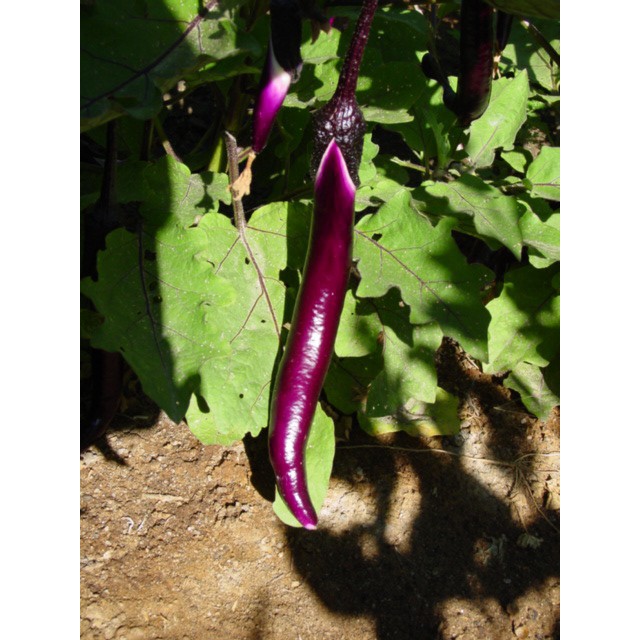 Benih Biji Terung Panjang Pingtung Long - isi 20 biji
